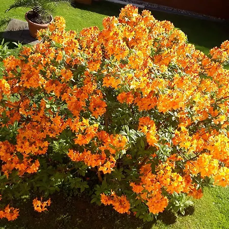 Apartmán Familie Frank Rathen